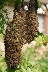 Bienenschwarm.jpg  