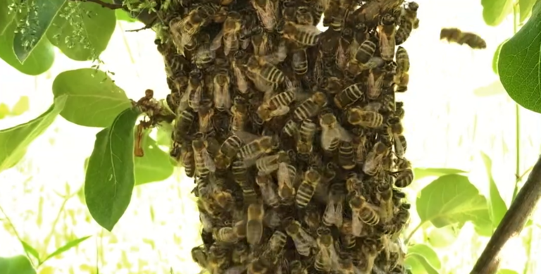 Bienenschwarm-Baum-sm.png  